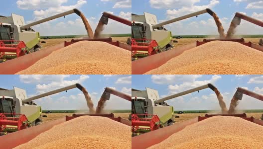 小麦收成高清在线视频素材下载