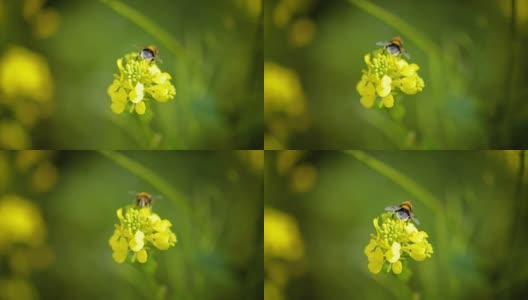 蜜蜂从芥菜花蜜中采集花蜜的慢动作。高清在线视频素材下载