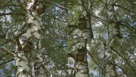 桦树上的鸟笼，桦树周围的观察高清在线视频素材下载