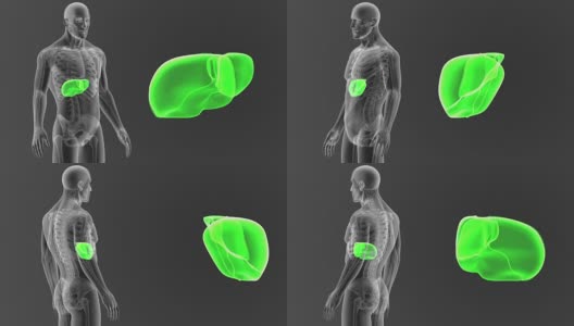 肝脏与骨骼放大高清在线视频素材下载