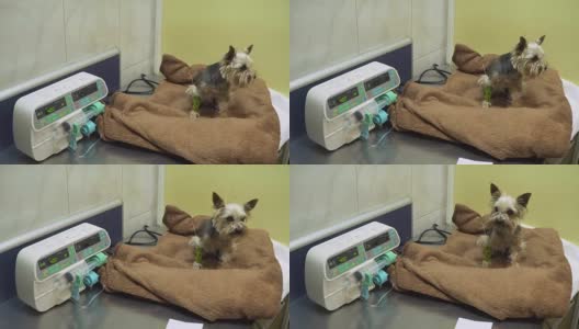 狗在一个兽医在诊所的导尿管高清在线视频素材下载