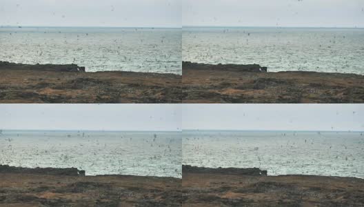 白天来热那亚岛筑巢的楔臀风暴海燕高清在线视频素材下载