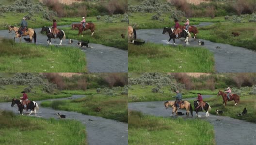 狗和马在流淌的河流中奔跑高清在线视频素材下载