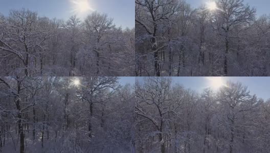 冰雪中的冬日森林。圣诞节或新年时间高清在线视频素材下载