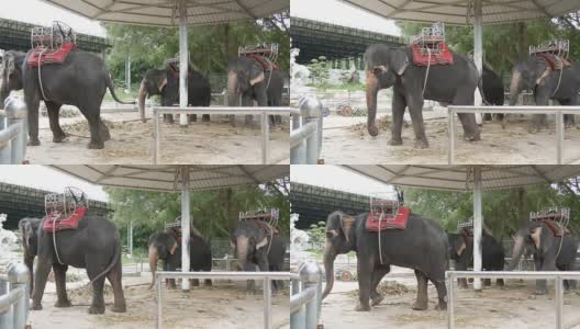 印度大象被拴在地上，游客可以坐在大象背上高清在线视频素材下载