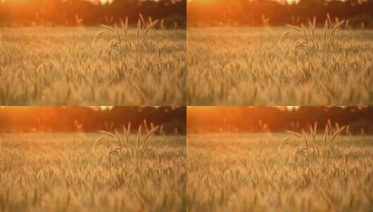 神奇的金色阳光照耀着麦田。麦田在金色的阳光下摇摆。原始RAW高质量视频。高清在线视频素材下载