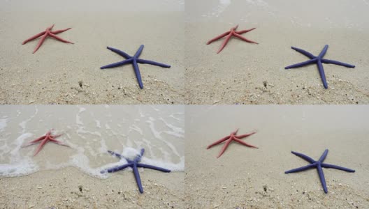两只海星，红的和蓝的，躺在沙滩上高清在线视频素材下载