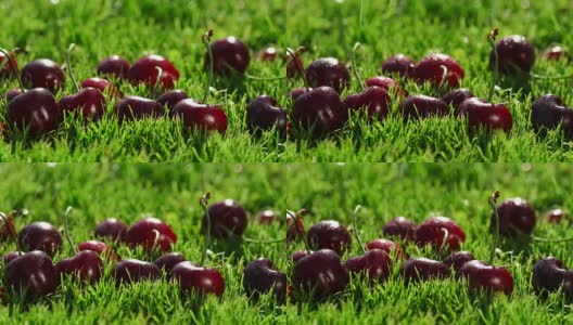 成熟的红浆果躺在青草上高清在线视频素材下载
