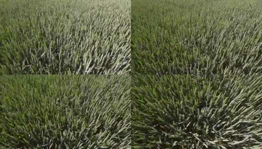 从上面看绿色的小麦。用无人机拍摄，摄像机从顶部观察小麦。小麦随风摆动高清在线视频素材下载