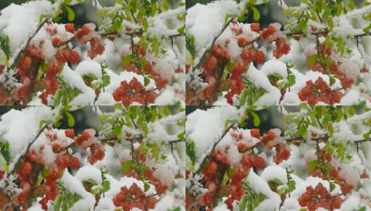 小红花在雪下冻僵高清在线视频素材下载