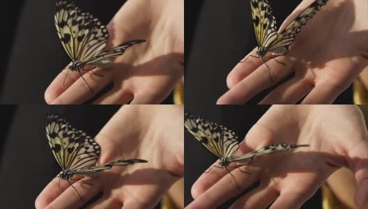 一只蝴蝶坐在手上，一只昆虫振翅动触角高清在线视频素材下载
