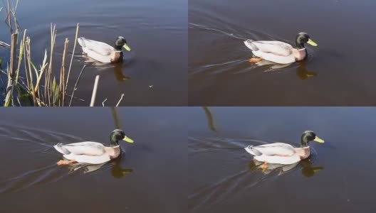 鸭子游泳近距离。2个不同的剪辑。1. 一只鸭子向右游泳的特写镜头。镜头跟随鸭子进入阴影和离开镜头。2. 鸭子从右向左游，然后离开画面高清在线视频素材下载