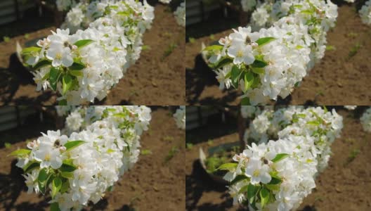甲虫在春天开花的果树和枝头的梨花上交配高清在线视频素材下载