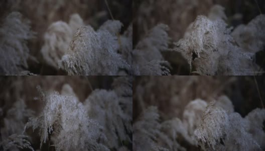 河中的芦苇随风摇曳，荒原摇晃。高清在线视频素材下载