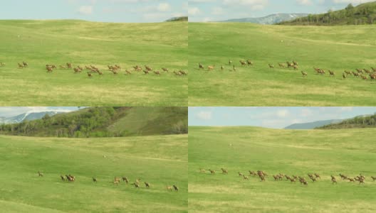 在蒙大拿州博兹曼附近的麦迪逊山脉内，一群麋鹿奔跑在西班牙峰春天绿色的山麓。高清在线视频素材下载