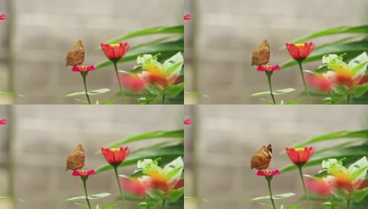 一只棕色的蝴蝶栖息在一朵粉红色的百日菊上，吮吸着百日菊的花蜜高清在线视频素材下载