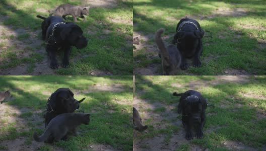 黑藤Corso躺在绿色的草坪上摇着尾巴，猫跑来跑去抓食物。可爱自信的狗在夏天公园户外的肖像。服从和摘录训练。高清在线视频素材下载