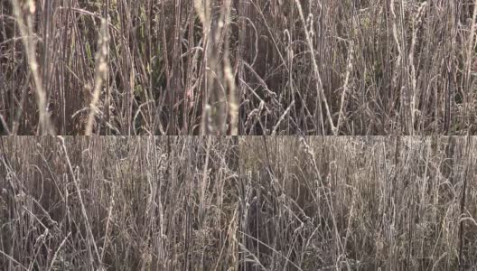 野生草地上的枯草在秋天迎来了初秋的霜冻高清在线视频素材下载