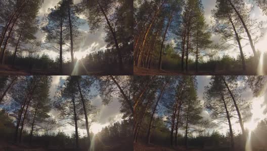 美丽的日落在森林里高清在线视频素材下载