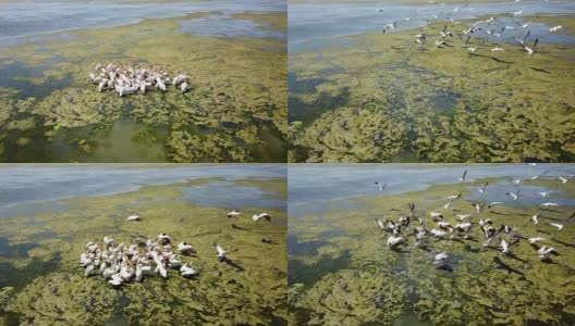 在多瑙河三角洲的一个盐湖上，一大群大白鹈鹕高清在线视频素材下载