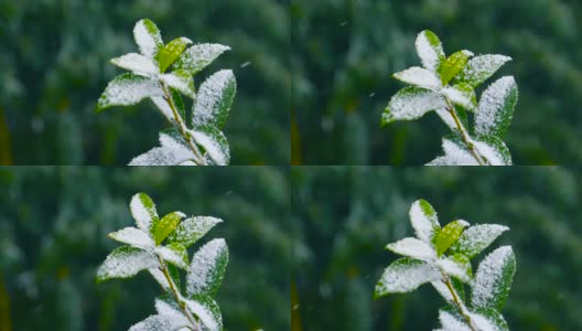 雪花落在绿叶上高清在线视频素材下载