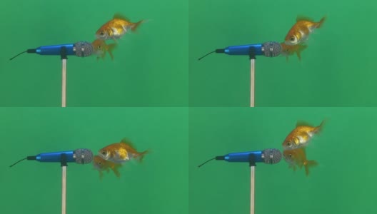 可爱的唱歌金鱼视频概念。高清在线视频素材下载