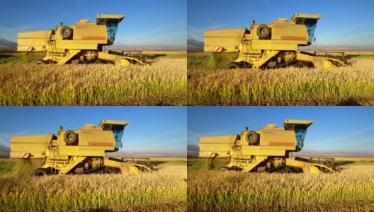 收割水稻。结合收集作物，电影定格镜头高清在线视频素材下载