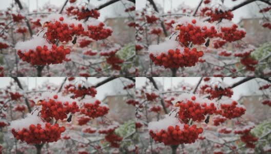 雪中成串的红色浆果。冬天的白蜡树。特写镜头高清在线视频素材下载