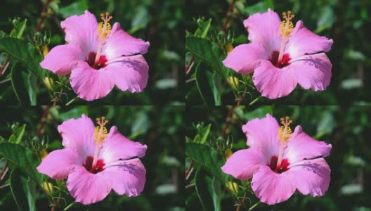 粉红色的芙蓉花在花园里高清在线视频素材下载