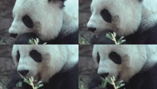熊猫在吃食物，近距离看。高清在线视频素材下载