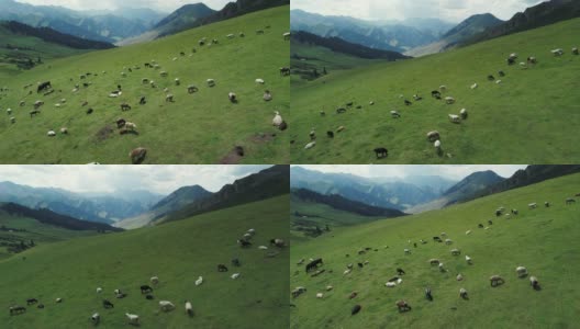 一群羊在高原草原上吃草高清在线视频素材下载