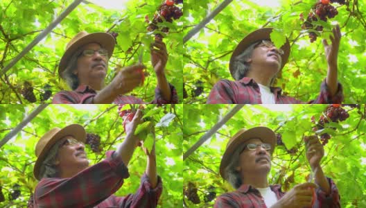 在阳光明媚的日子里，4K微笑的亚洲老农在悬挂的葡萄藤花园里照顾和检查美丽的葡萄植株。快乐的老年男性园丁准备收获成熟的有机葡萄在葡萄园高清在线视频素材下载