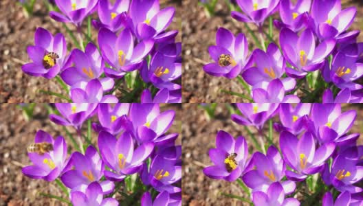 在阳光明媚的春日，野蜜蜂在采集花蜜的同时为花园花朵授粉高清在线视频素材下载