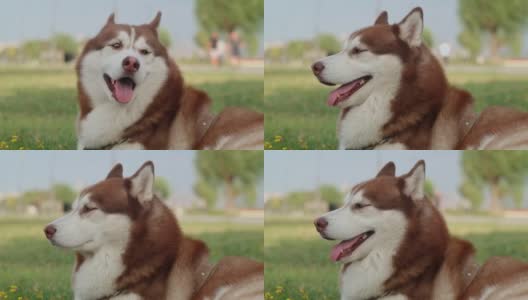哈士奇狗在绿色的草地上，炎热的天气为宠物。高清在线视频素材下载