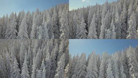 鸟瞰图高大的松树覆盖着刚落下的雪在冬季的山林寒冷明亮的一天。高清在线视频素材下载