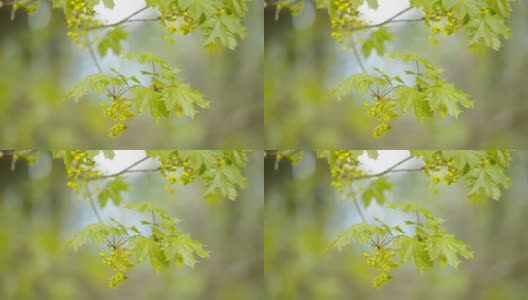爱沙尼亚的绿色枫叶高清在线视频素材下载