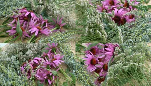 旋转各种新鲜药材。紫锥菊，艾草，蓍草和鼠尾草高清在线视频素材下载