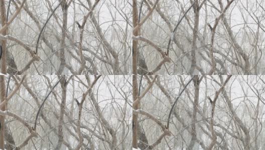 冬天，树林在寒冷的天气里下雪高清在线视频素材下载
