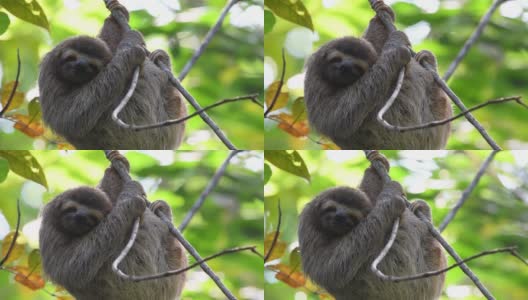 哥斯达黎加的树懒视频剪辑高清在线视频素材下载