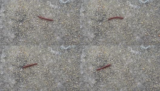红黑蜈蚣在混凝土石墙上爬行高清在线视频素材下载