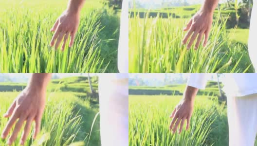 手触摸在绿色的稻田背景，巴厘岛，印度尼西亚。近距离高清在线视频素材下载