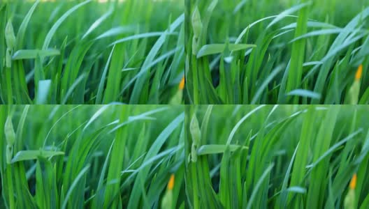 绿草如茵的田野——春季景观的高清高清在线视频素材下载