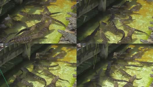 农场里饥饿的鳄鱼高清在线视频素材下载