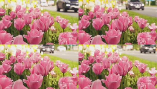 粉红色的郁金香生长在繁忙的大街附近高清在线视频素材下载