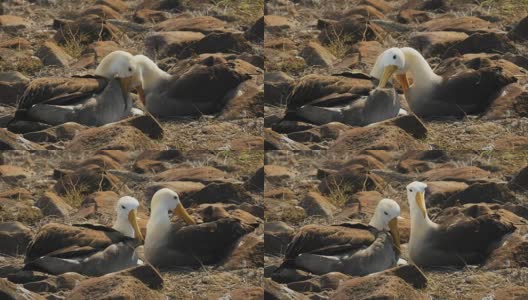 在加拉帕戈斯群岛的埃斯帕诺拉岛，一对挥舞的信天翁正在梳理它们的羽毛高清在线视频素材下载