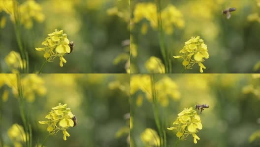 蜜蜂从芥菜花蜜中采集花蜜的慢动作。高清在线视频素材下载