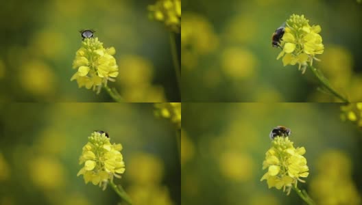 蜜蜂从芥菜花蜜中采集花蜜的慢动作。高清在线视频素材下载