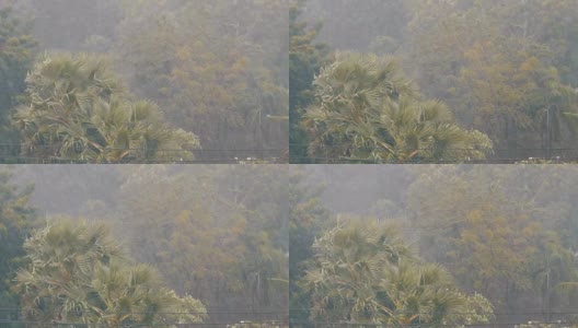 非常强的热带阵雨墙。棕榈树和雨水中的树木高清在线视频素材下载