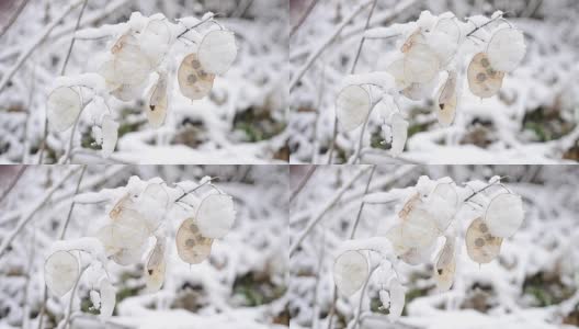 冬天的风景与雪花飘落在美丽的月牙心荚高清在线视频素材下载