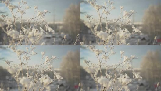 冰冻的植物在冬天一大早就会闭合高清在线视频素材下载